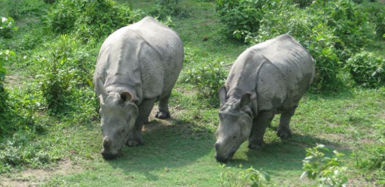 Rhinos grazing in Chitwan National Park