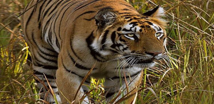 Royal Bengal Tiger in Bardia National Park