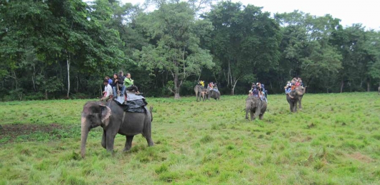 Jungle Safari in Nepal