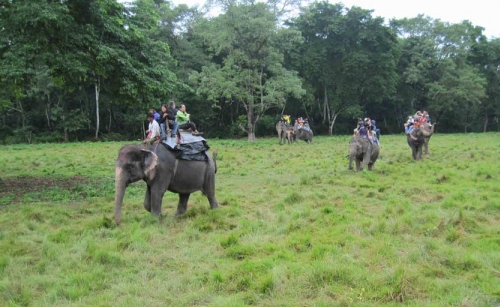 Wildlife Jungle Safari